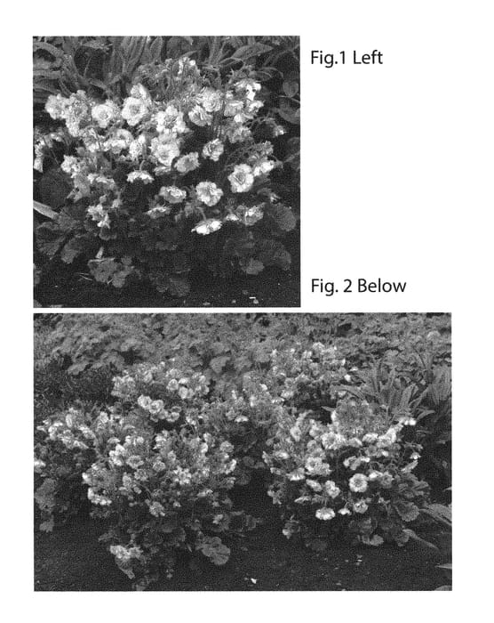 Figure 1 of US plant patent PP31208, the photograph of TNGEUPP printed in the patent.