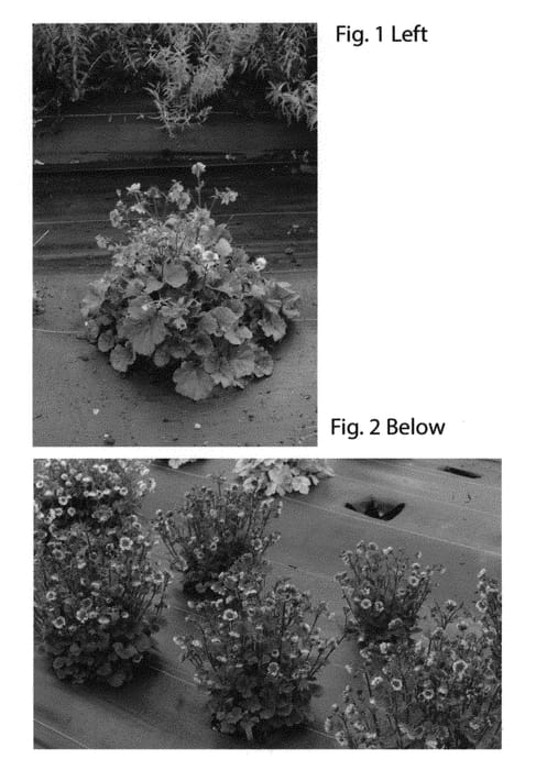 Figure 1 of US plant patent PP31209, the photograph of TNGEUTR printed in the patent.