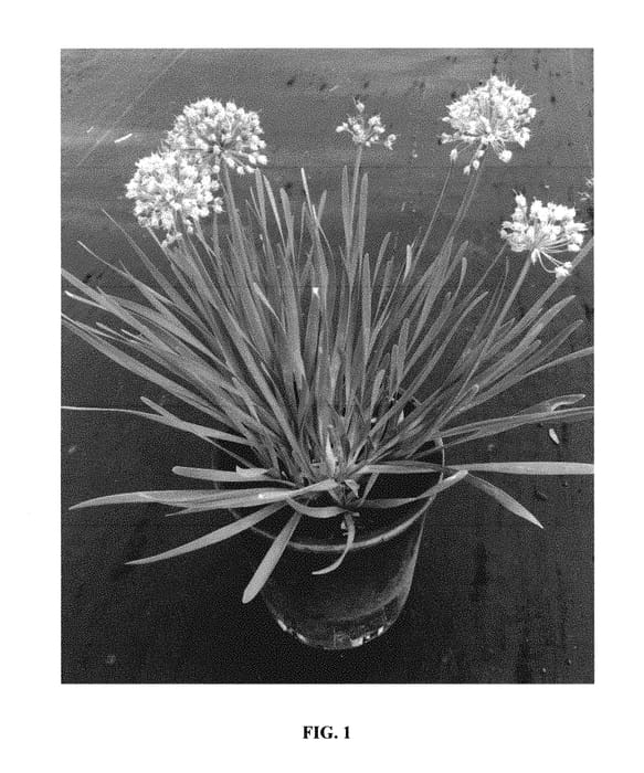 Figure 1 of US plant patent PP31210, the photograph of EriPet06 printed in the patent.