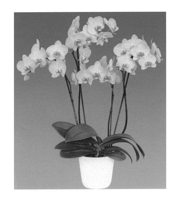 Figure 1 of US plant patent PP31211, the photograph of White Mollie printed in the patent.