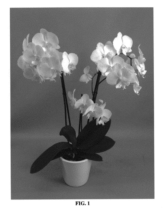 Figure 1 of US plant patent PP31212, the photograph of PHALGASEOT printed in the patent.