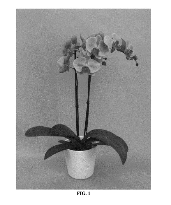 Figure 1 of US plant patent PP31213, the photograph of PHALFLOXIM printed in the patent.