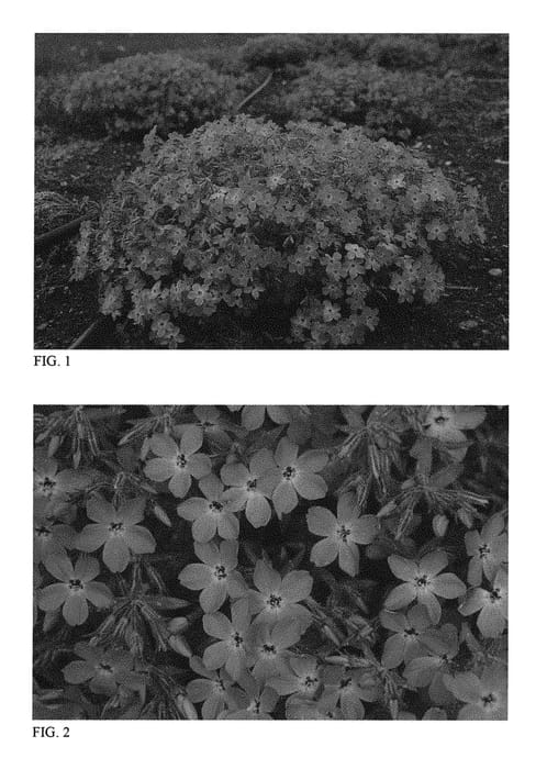 Figure 1 of US plant patent PP31214, the photograph of Rose Sprite printed in the patent.