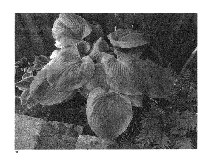 Figure 1 of US plant patent PP31215, the photograph of Wu Hoo printed in the patent.