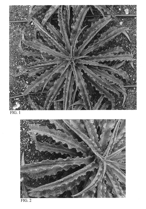 Figure 1 of US plant patent PP31216, the photograph of Dreadlocks printed in the patent.