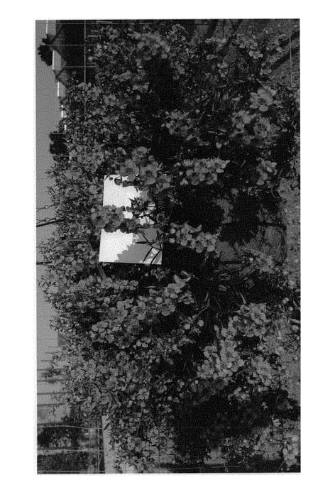 Figure 1 of US plant patent PP31217, the photograph of Ancaspi printed in the patent.