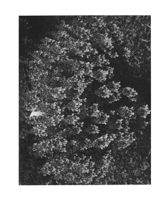 Figure 1 of US plant patent PP31218, the photograph of Anbic printed in the patent.