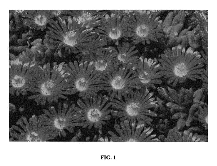 Figure 1 of US plant patent PP31219, the photograph of Saucy Strawberry printed in the patent.