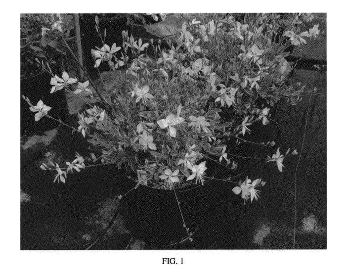 Figure 1 of US plant patent PP31220, the photograph of Walsilfou printed in the patent.