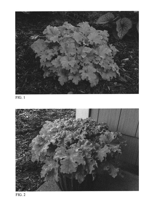 Figure 1 of US plant patent PP31221, the photograph of Apple Twist printed in the patent.