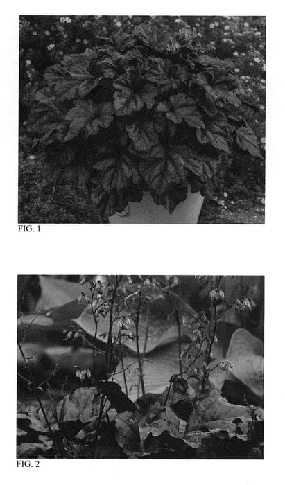 Figure 1 of US plant patent PP31222, the photograph of Wildberry printed in the patent.