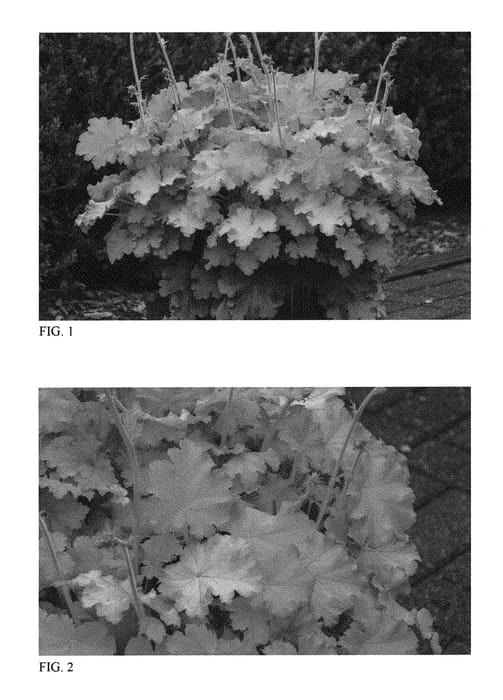 Figure 1 of US plant patent PP31223, the photograph of Lemon Love printed in the patent.