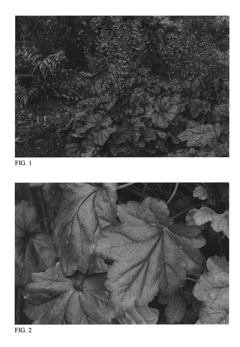Figure 1 of US plant patent PP31224, the photograph of Pink Panther printed in the patent.