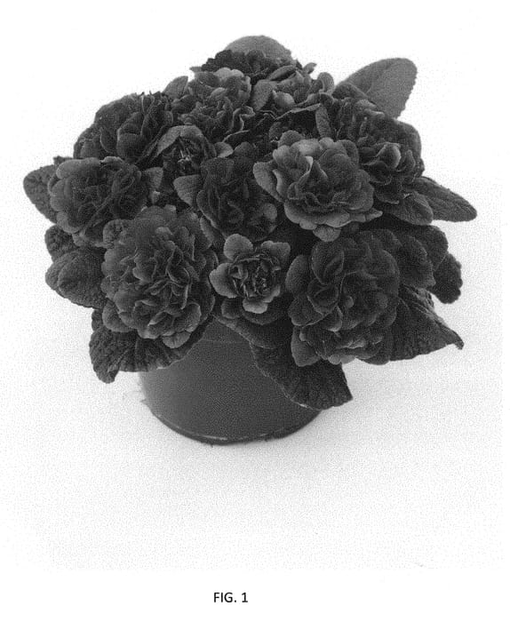 Figure 1 of US plant patent PP31225, the photograph of KERBELCARMEN printed in the patent.