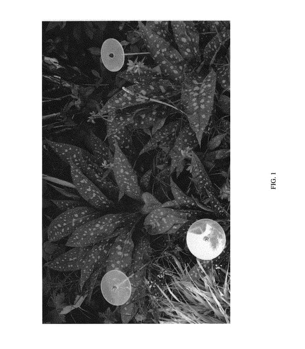 Figure 1 of US plant patent PP31226, the photograph of LISA MARIE printed in the patent.