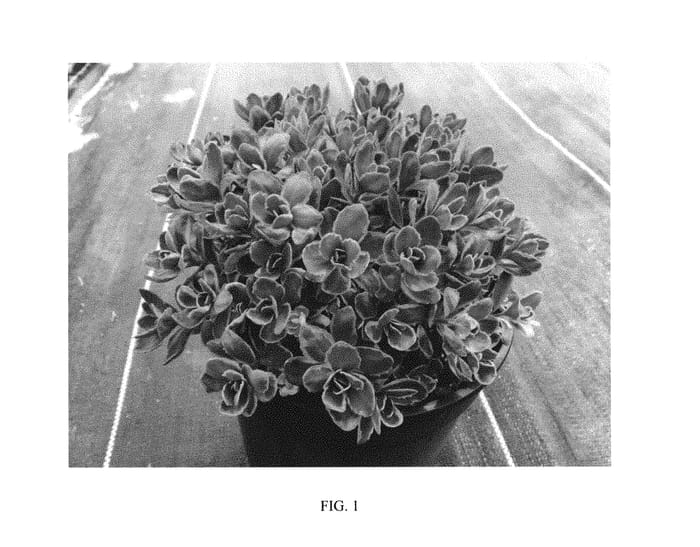 Figure 1 of US plant patent PP31227, the photograph of Dream Dazzler printed in the patent.
