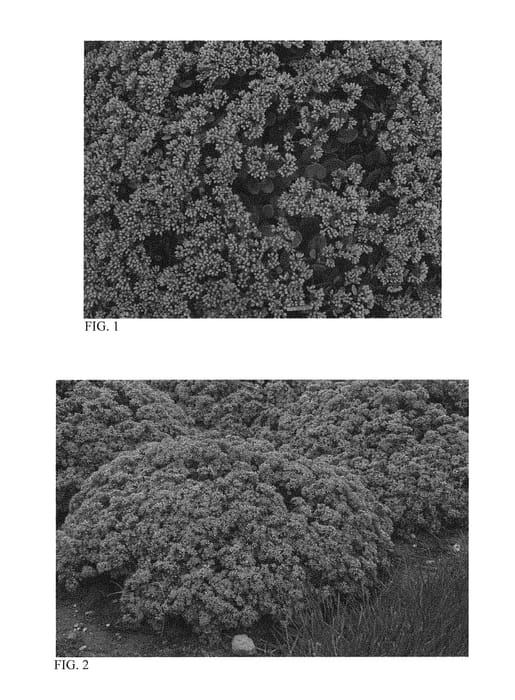 Figure 1 of US plant patent PP31228, the photograph of Popstar printed in the patent.