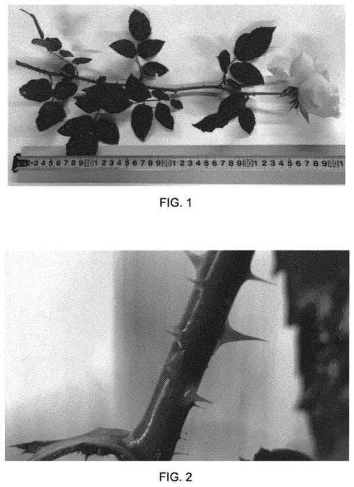 Figure 1 of US plant patent PP31229, the photograph of 80103WABARA printed in the patent.