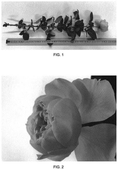 Figure 1 of US plant patent PP31230, the photograph of 80100WABARA-CP printed in the patent.