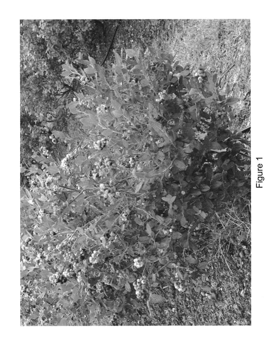 Figure 1 of US plant patent PP31231, the photograph of BB05-35FL-10 printed in the patent.
