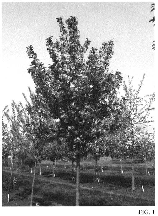 Figure 1 of US plant patent PP31232, the photograph of JFS KW139MX printed in the patent.