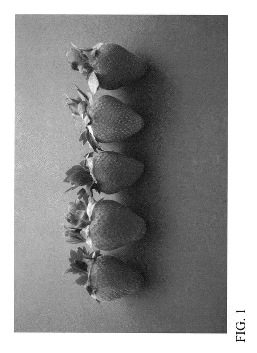 Figure 1 of US plant patent PP31233, the photograph of DrisStrawFiftyNine printed in the patent.