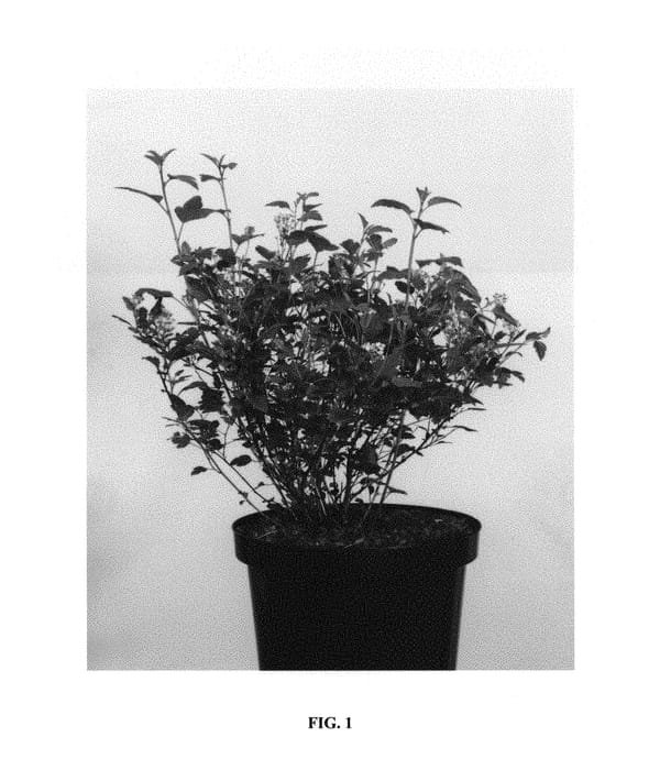 Figure 1 of US plant patent PP31234, the photograph of Hoogi031 printed in the patent.