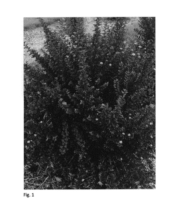 Figure 1 of US plant patent PP31235, the photograph of ZLEBic5 printed in the patent.