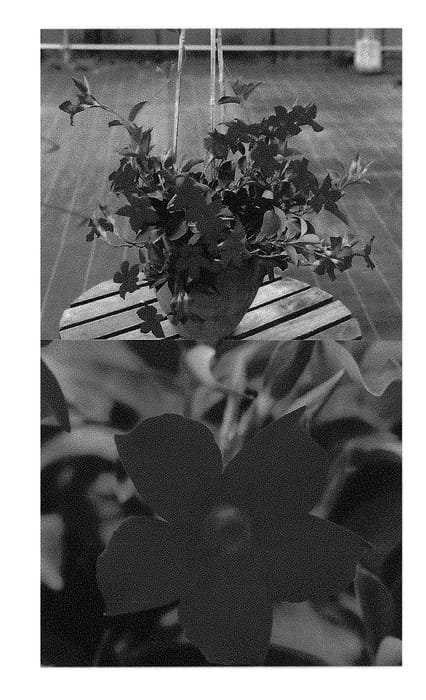 Figure 1 of US plant patent PP31236, the photograph of Sunpa 316 printed in the patent.