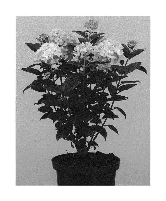Figure 1 of US plant patent PP31237, the photograph of HYLV02 printed in the patent.