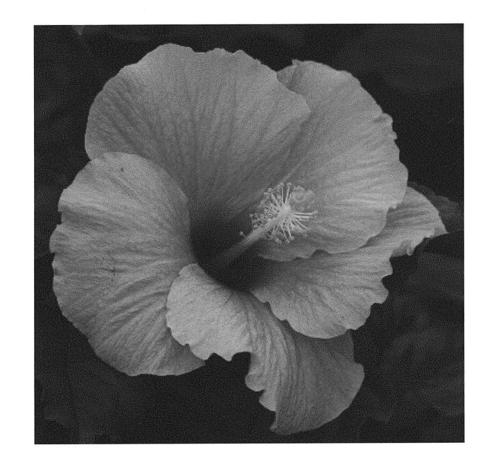 Figure 1 of US plant patent PP31238, the photograph of JBG 14025 printed in the patent.