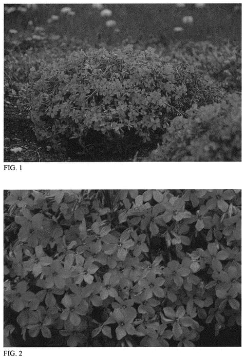 Figure 1 of US plant patent PP31239, the photograph of Magenta Sprite printed in the patent.