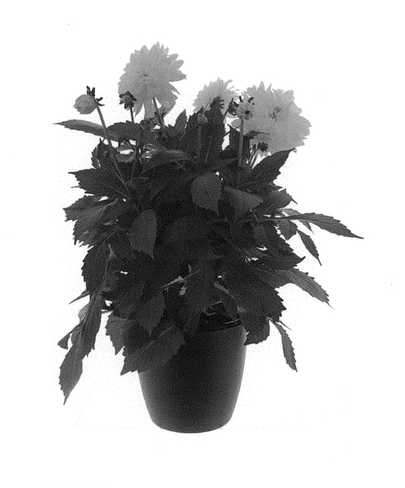 Figure 1 of US plant patent PP31240, the photograph of BKDAMAGYL printed in the patent.