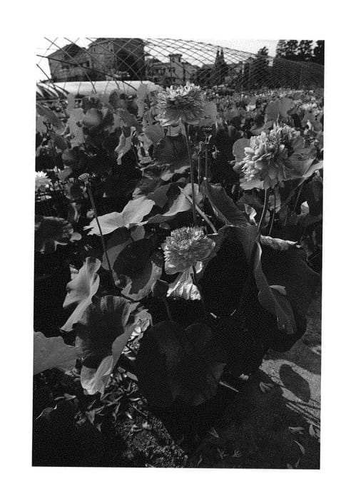 Figure 1 of US plant patent PP31241, the photograph of Cenghong Dingcui printed in the patent.
