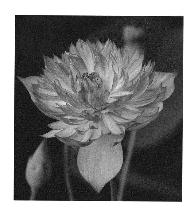 Figure 2 of US plant patent PP31242, the photograph of Yanzhuang Zhaojun printed in the patent.