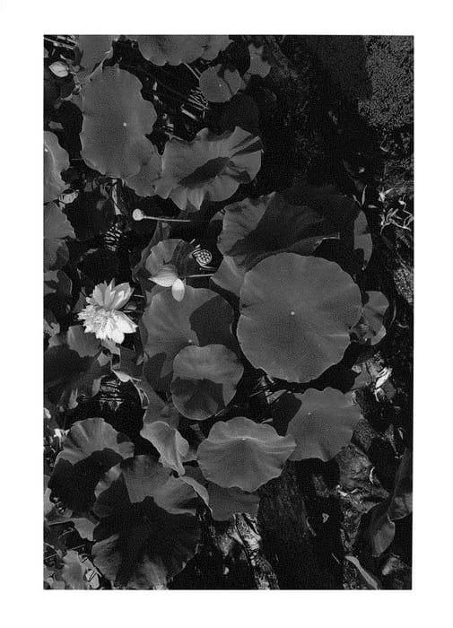 Figure 1 of US plant patent PP31243, the photograph of Fu Fen printed in the patent.