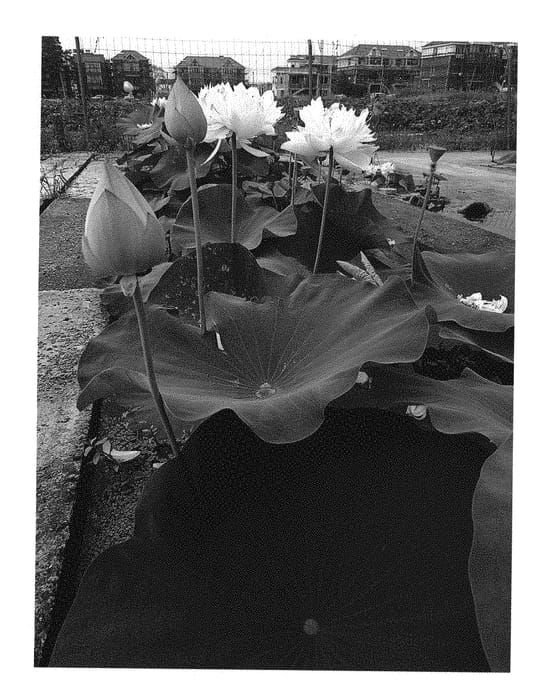 Figure 1 of US plant patent PP31244, the photograph of Zhijiang Qiuyue printed in the patent.