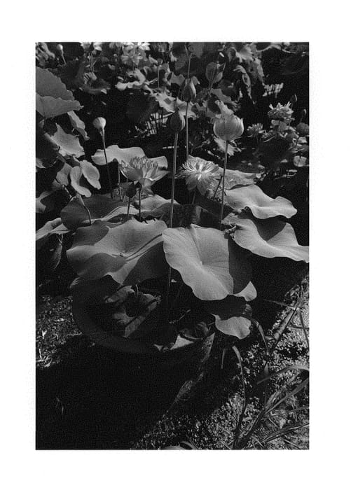 Figure 1 of US plant patent PP31245, the photograph of Buzeng Jielu printed in the patent.