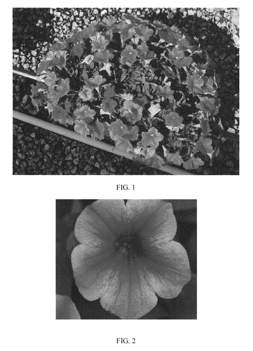 Figure 1 of US plant patent PP31246, the photograph of Kleph17318 printed in the patent.