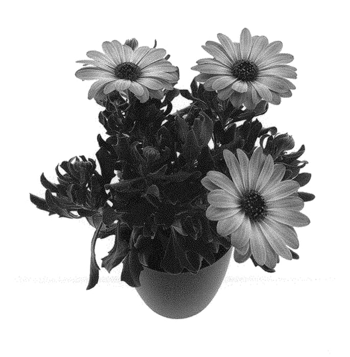 Figure 1 of US plant patent PP31247, the photograph of BKOSTOR printed in the patent.