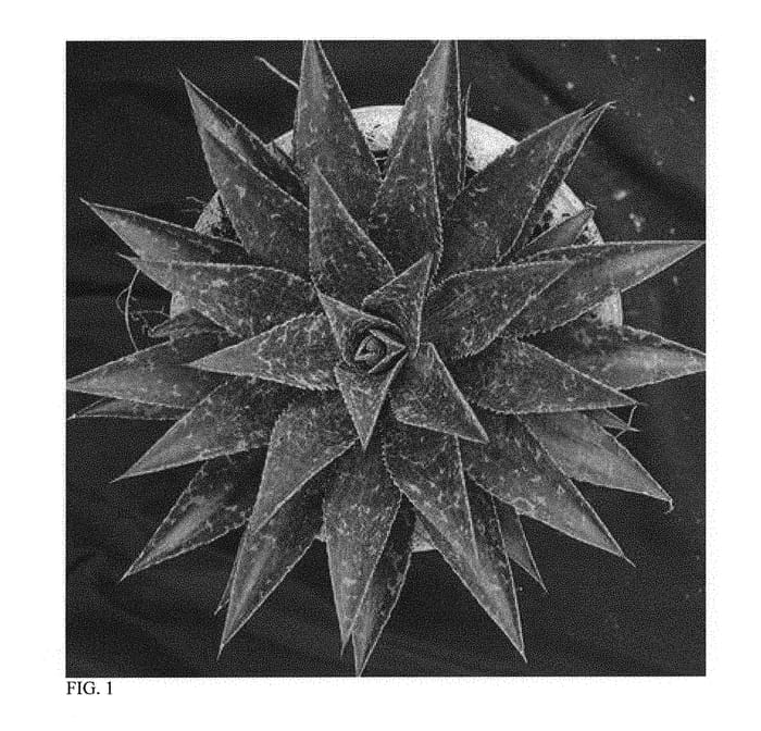 Figure 1 of US plant patent PP31248, the photograph of Thunderbird printed in the patent.