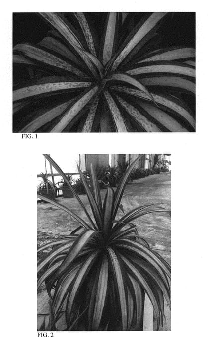 Figure 1 of US plant patent PP31249, the photograph of Carnival printed in the patent.