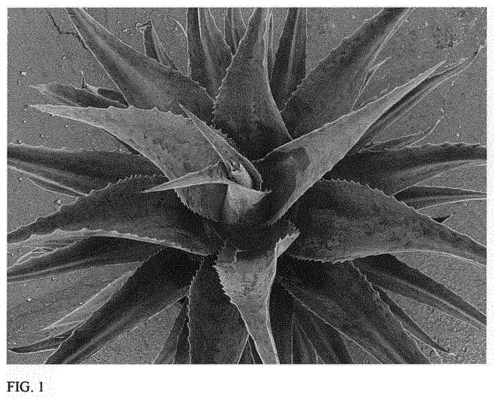 Figure 1 of US plant patent PP31250, the photograph of Iron Man printed in the patent.