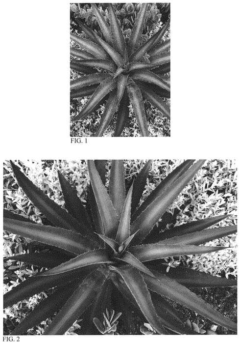 Figure 1 of US plant patent PP31251, the photograph of Racing Stripes printed in the patent.