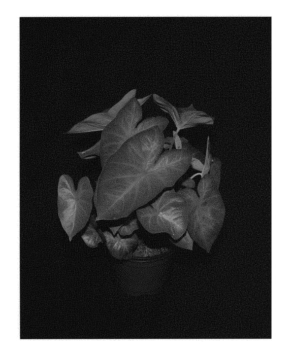 Figure 1 of US plant patent PP31252, the photograph of BLZ 158-14 printed in the patent.
