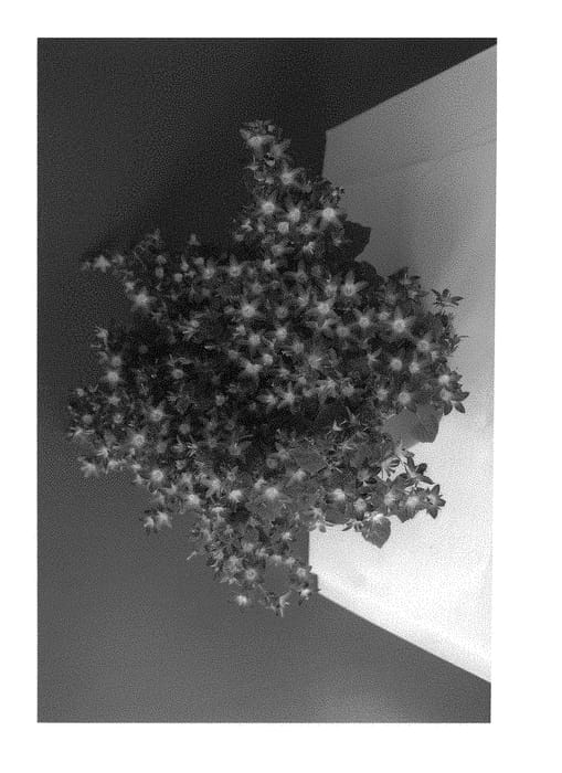 Figure 1 of US plant patent PP31253, the photograph of PSDBH15701 printed in the patent.