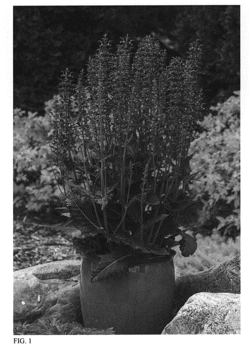 Figure 1 of US plant patent PP31254, the photograph of Indiglo Girl printed in the patent.