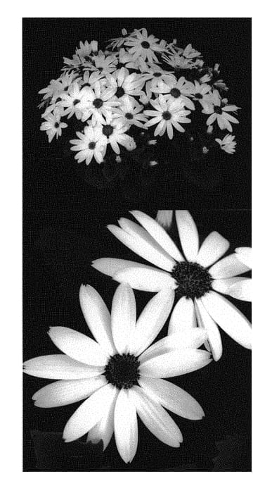 Figure 1 of US plant patent PP31255, the photograph of Sene Gosigore printed in the patent.
