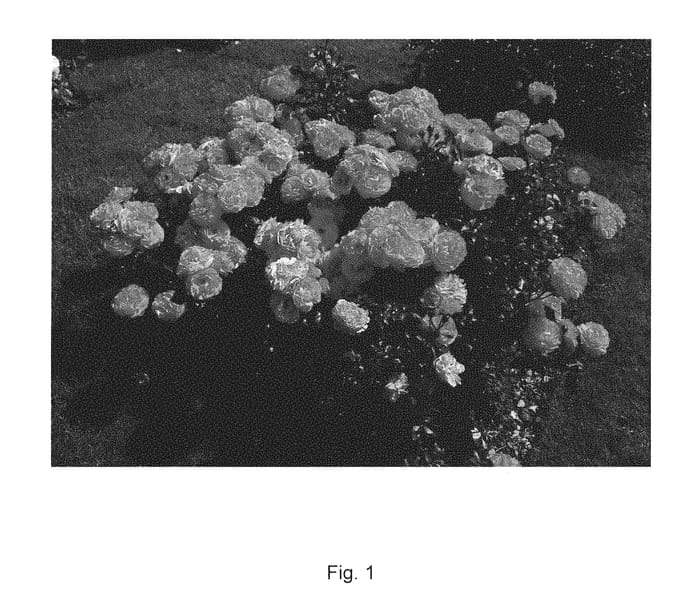 Figure 1 of US plant patent PP31256, the photograph of KORrosobi printed in the patent.