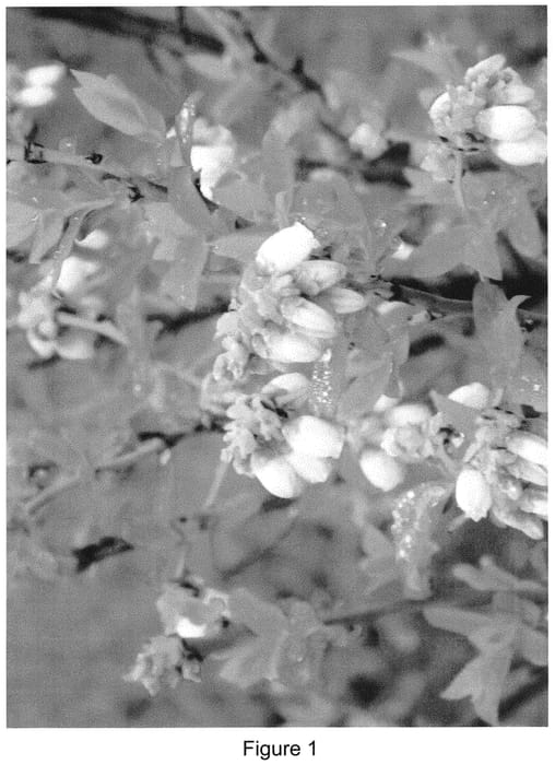 Figure 1 of US plant patent PP31257, the photograph of BB06-426MI-84 printed in the patent.